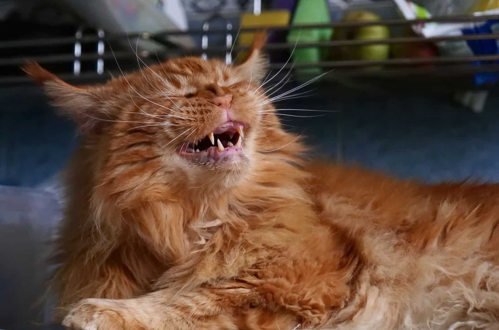 yellow cat sneezes