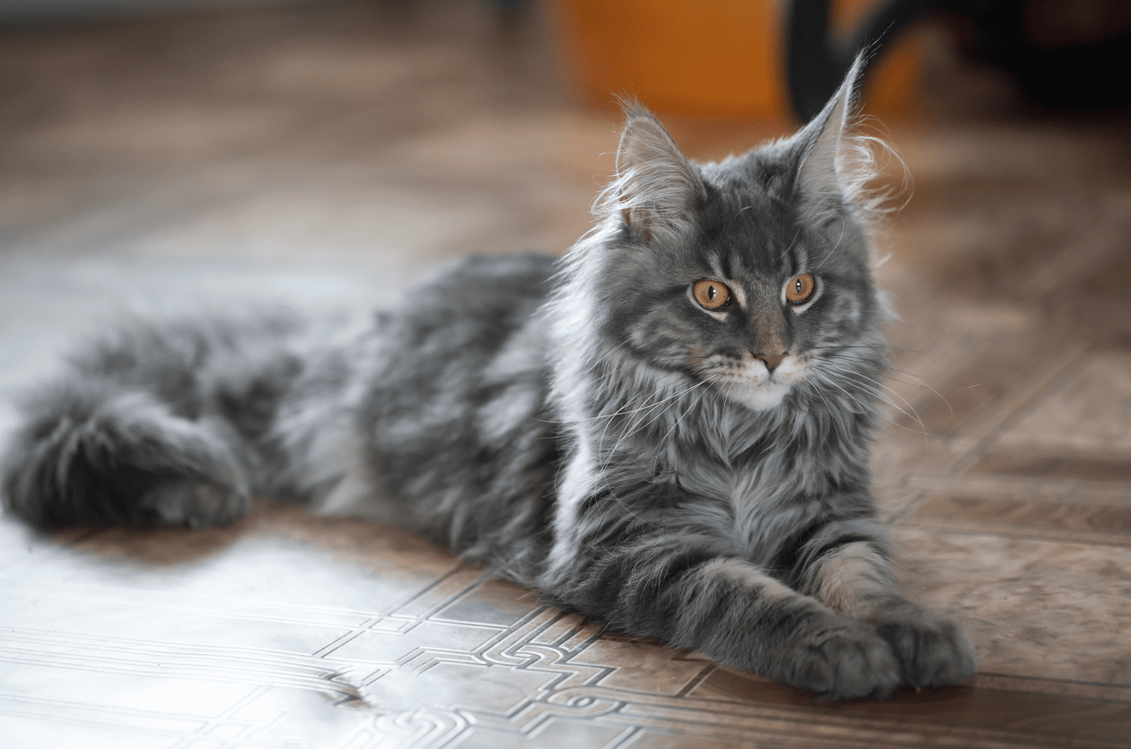 grey maine coon cat laying on the floor