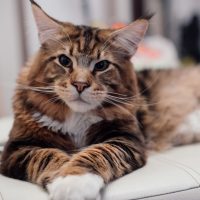 maine coon cat on the couch