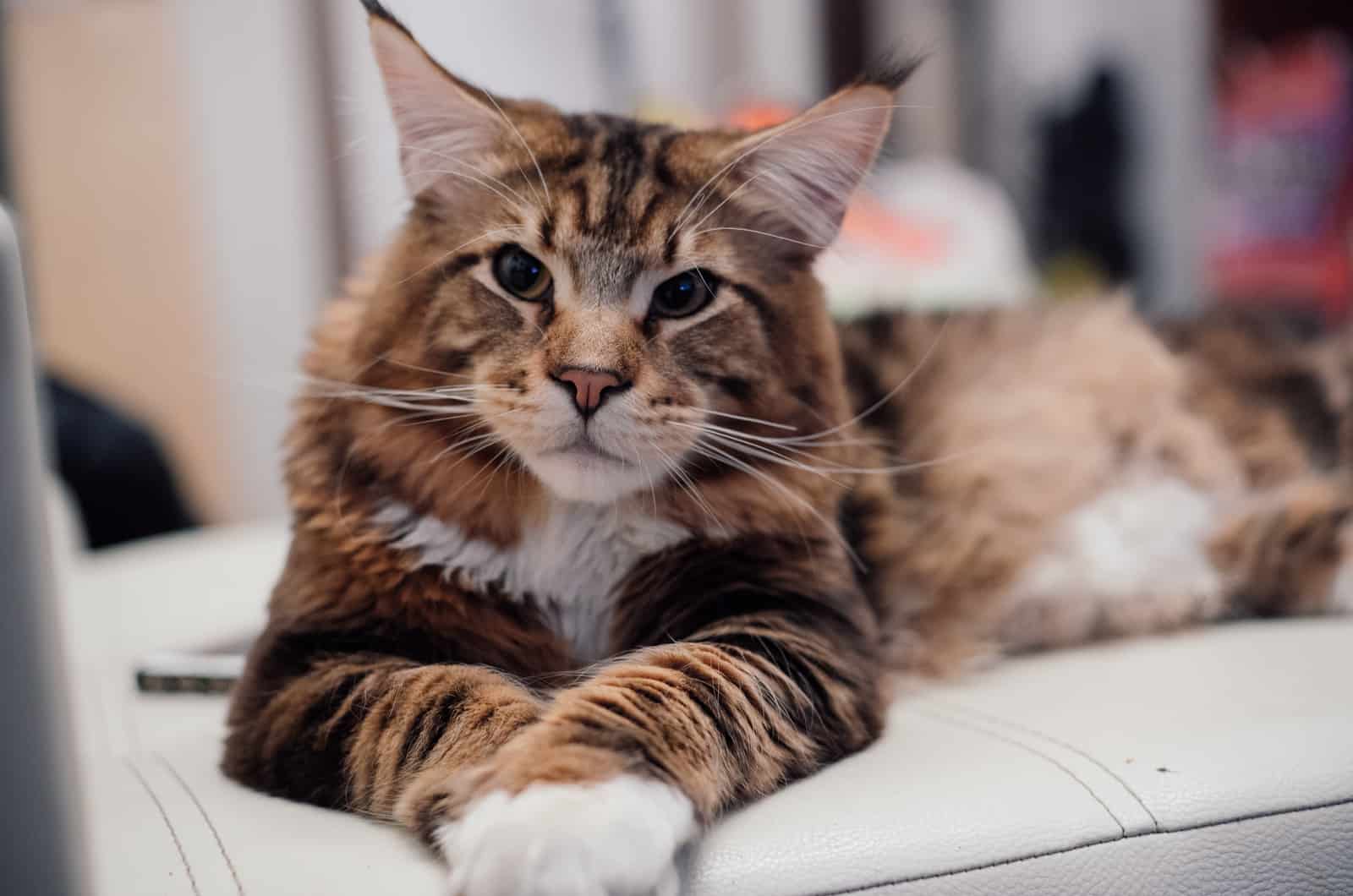 maine coon cat on the couch