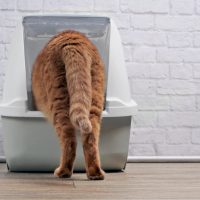 ginger cat using a litter box