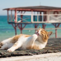 cat resting in front of sea