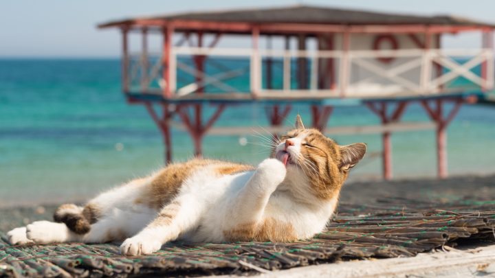 200+ Best Ever Nautical Cat Names