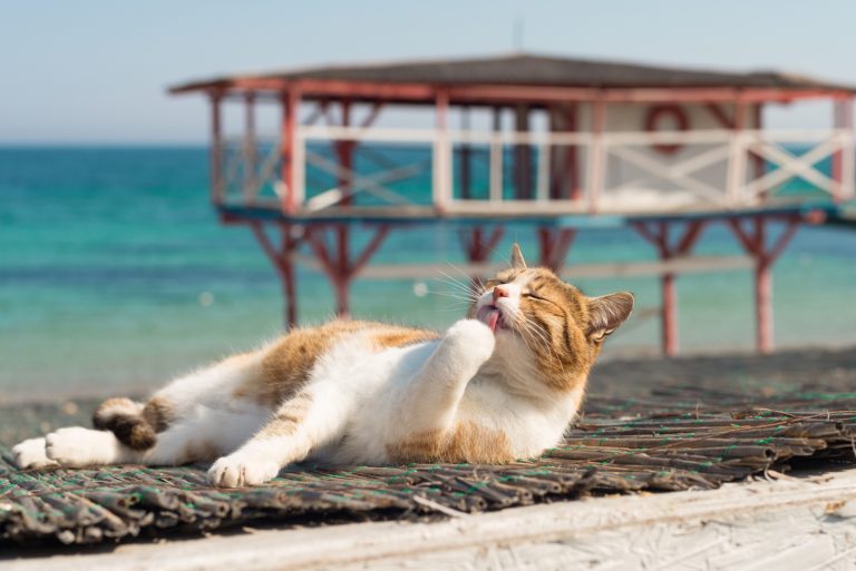 cat resting in front of sea