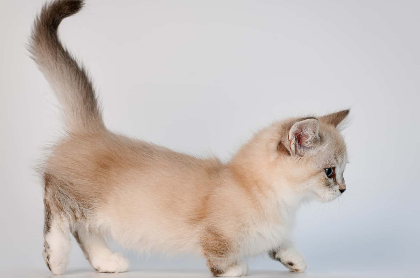 Munchkin, Like to know everything about this cat breed?