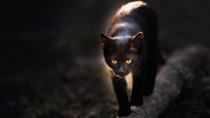 355+ Best Spiritual Black Cat Names