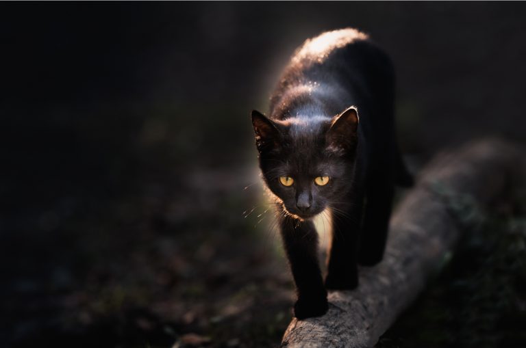 black cat walking outside