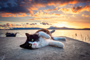 adorable cat lying on the beach at sunset
