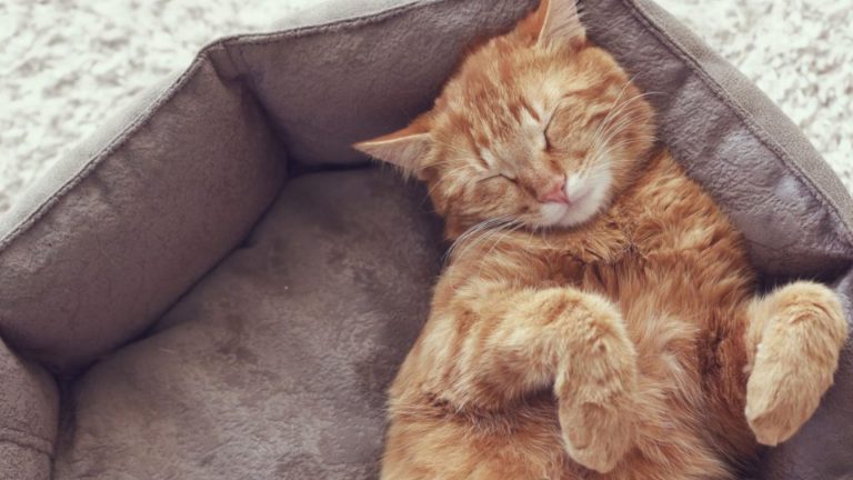 ginger cat sleeping in cat bed