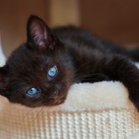 a black cat with blue eyes lies in a basket