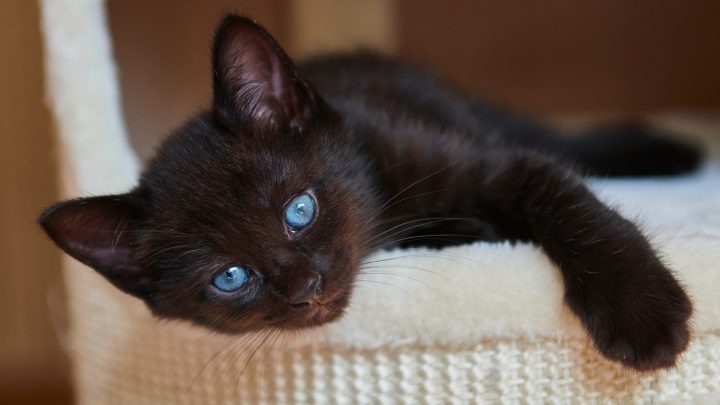 List Of Black Cats With Stunning Blue Eyes