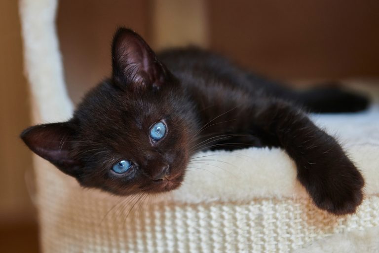 a black cat with blue eyes lies in a basket