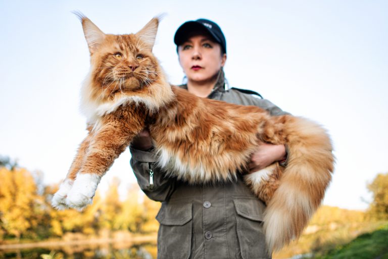 Cat Comparison – Norwegian Forest Cat Vs Maine Coon