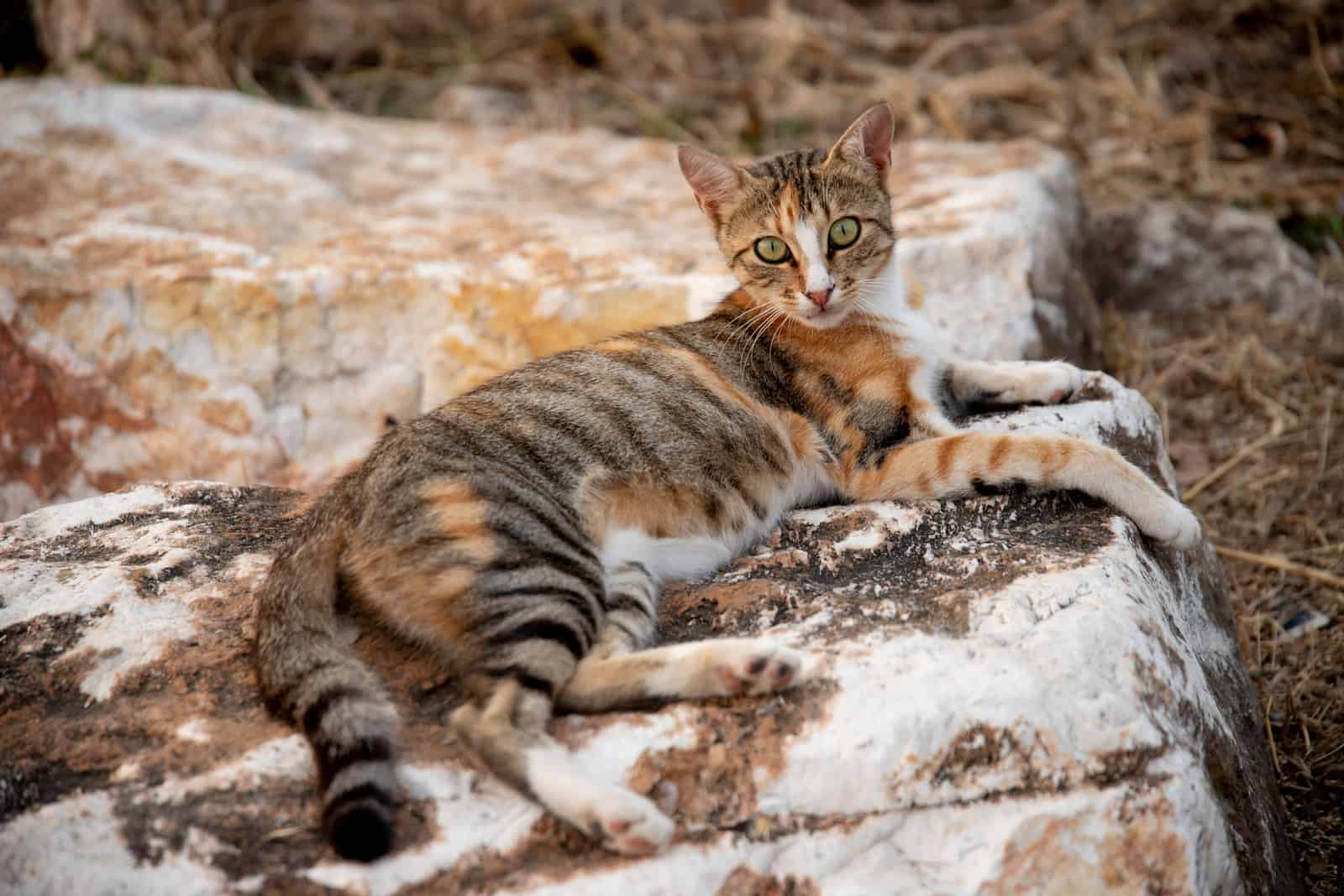 A sokoke cat lying on the rocks