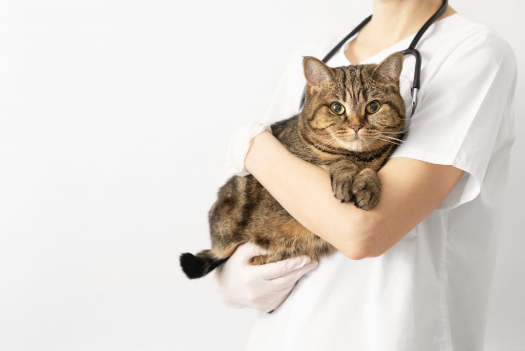 Prolapsed Rectum Kitten Causes, Symptoms And Treatment