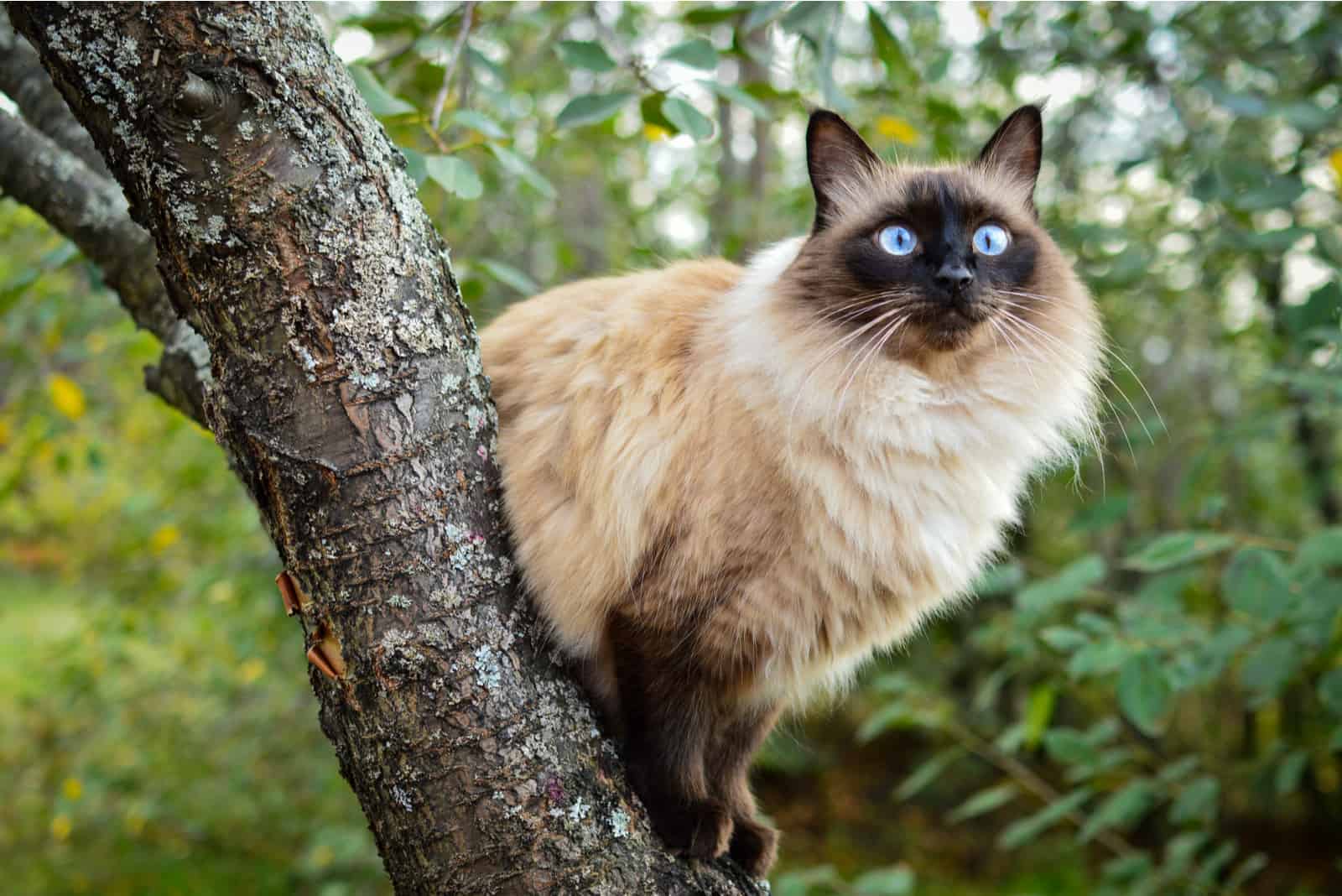 Balinese cat sitting on a cherry tree in a green garden