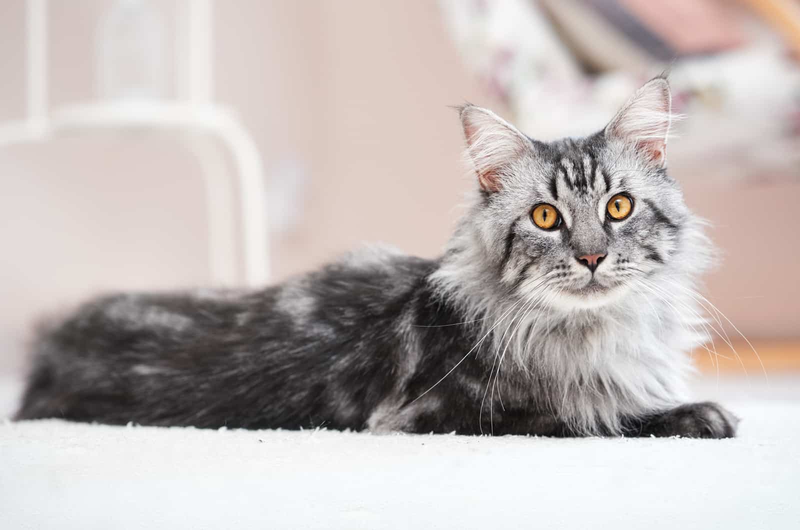 Beautiful silver Maine Coon cat in a bright room