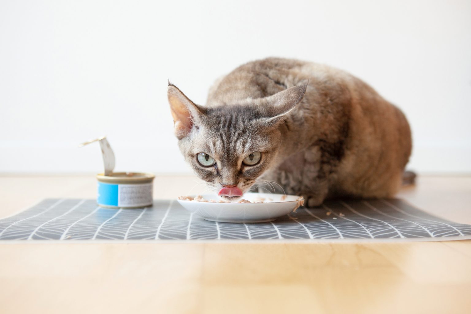 Why My Cat Wont Eat Wet Food? All There Is To Know!