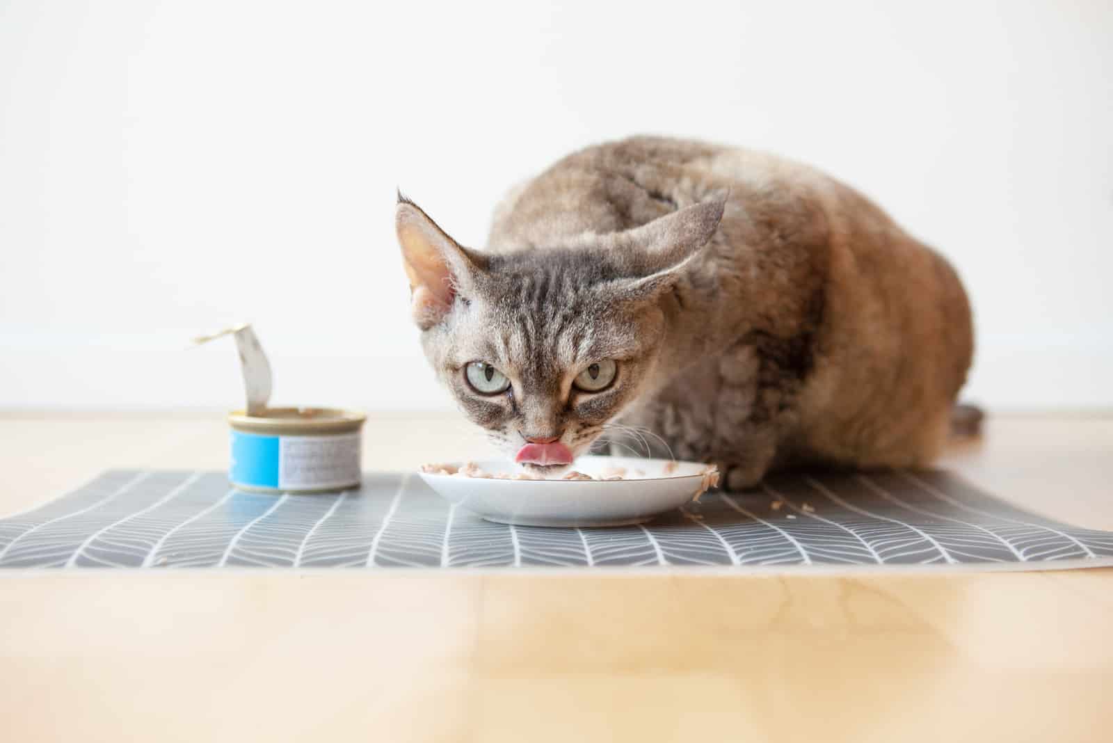 Beautiful tabby cat sitting next to a food plate placed on the wooden floor and eating wet tin food
