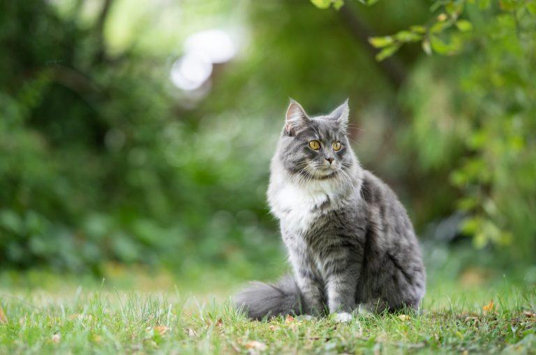 a beautiful gray cat is sitting on the grass