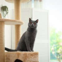 large cat on a cat tree