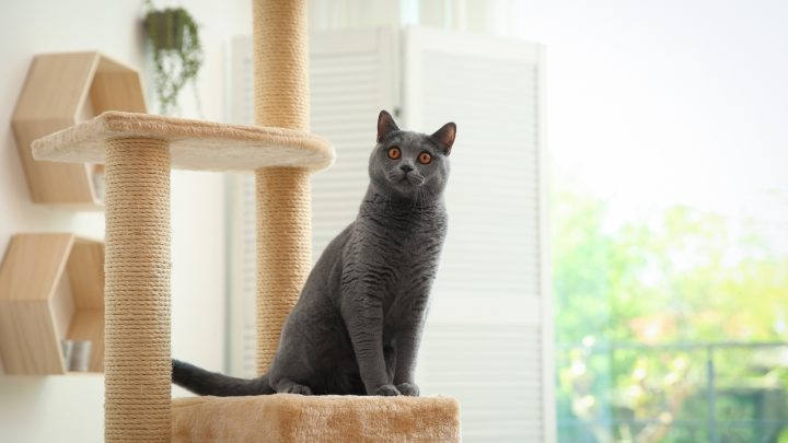 Best Cat Tree For Large Cats – TOP 13 Product Reviews