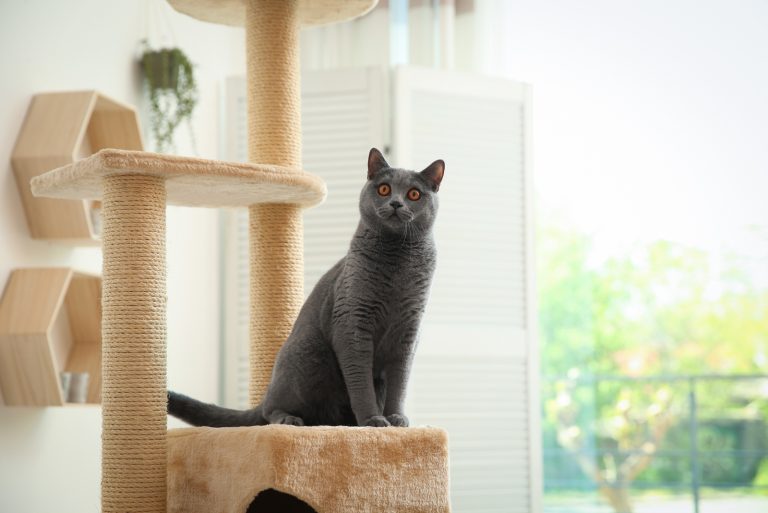 large cat on a cat tree