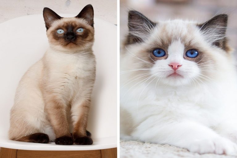 Birman and Ragdoll