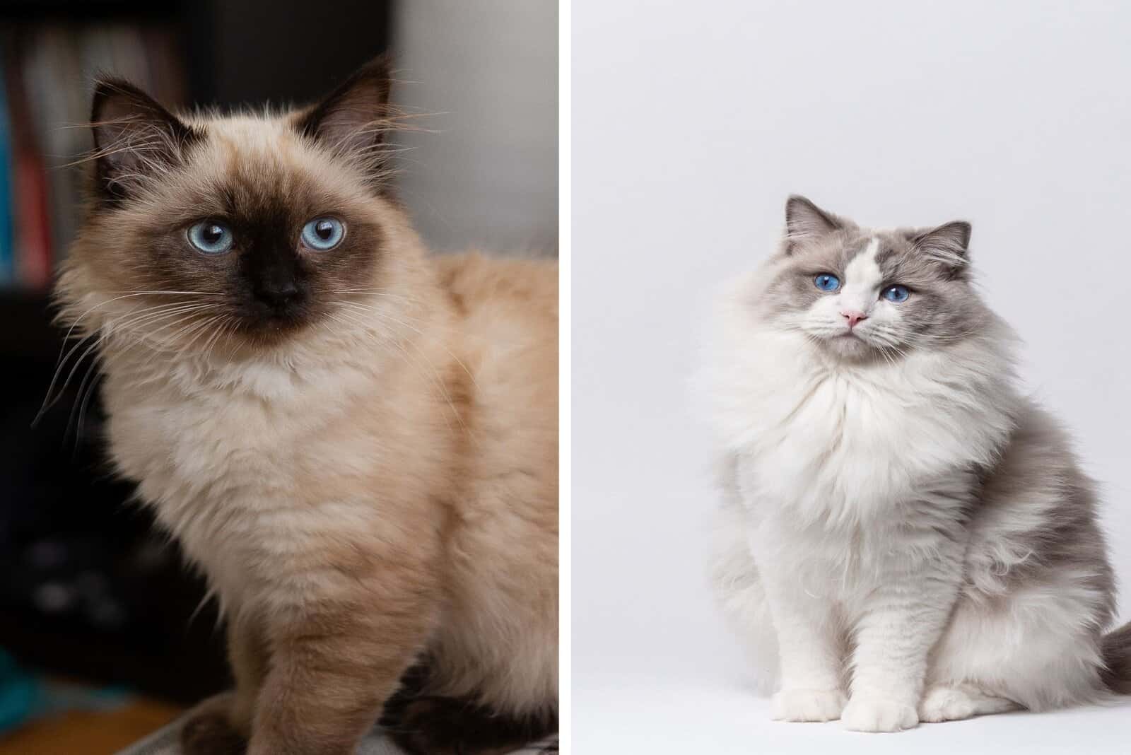 Birman and Ragdoll posing for camera