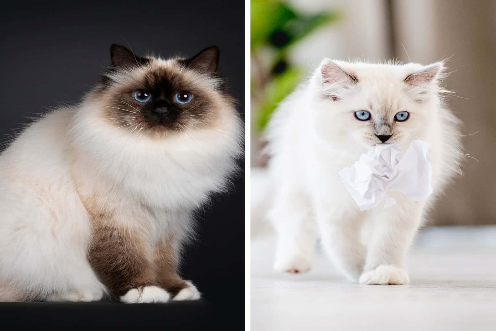 Birman and Ragdoll posing for photo