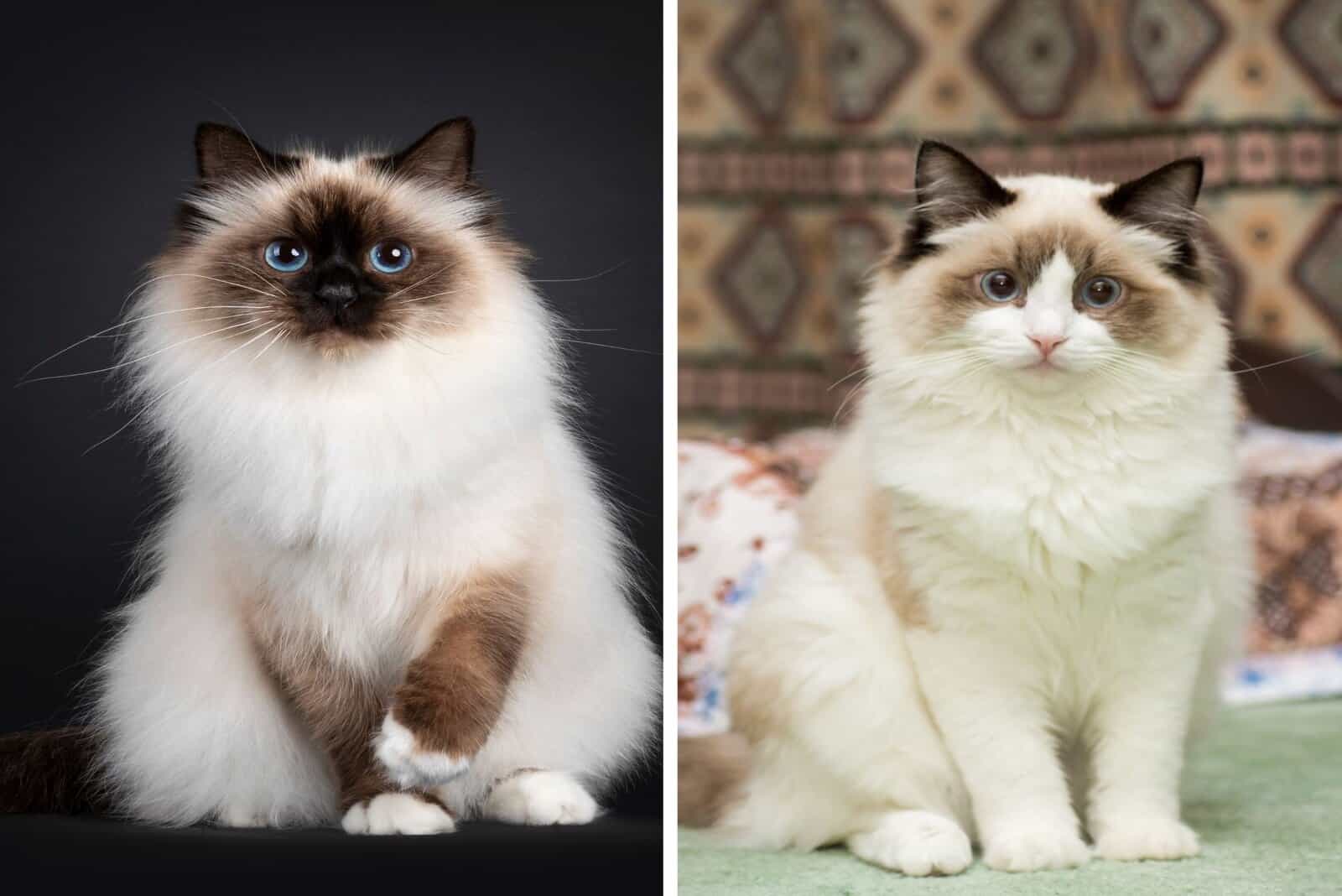 Birman Vs Ragdoll: Similarities And Differences