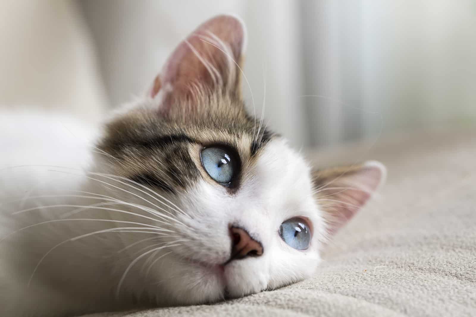 Blue eyed Cat looking at distance