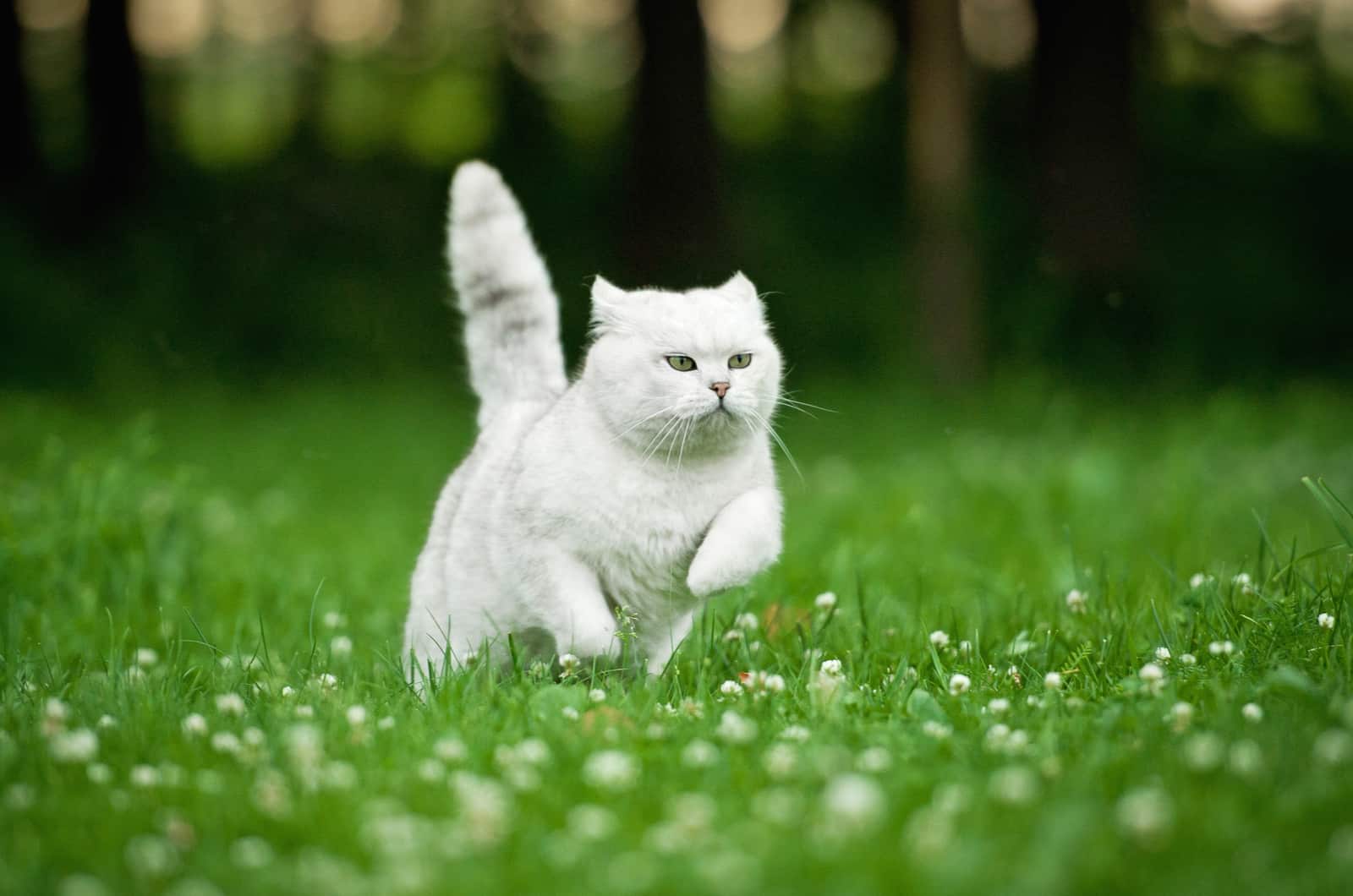 British shorthair cat running in summer