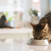 the cat eats from the bowl