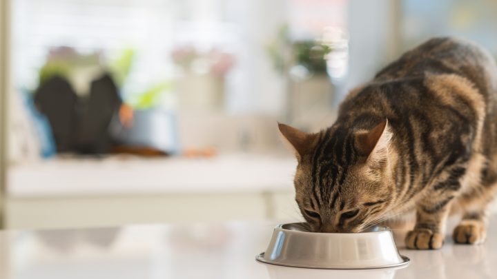 Can Cat Eat Sardines? Many Benefits And A Couple Of Risks