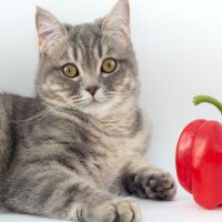 cat standing next to a bell pepper