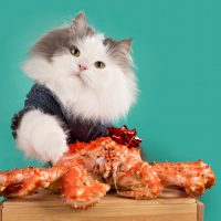 cat standing behind crabs
