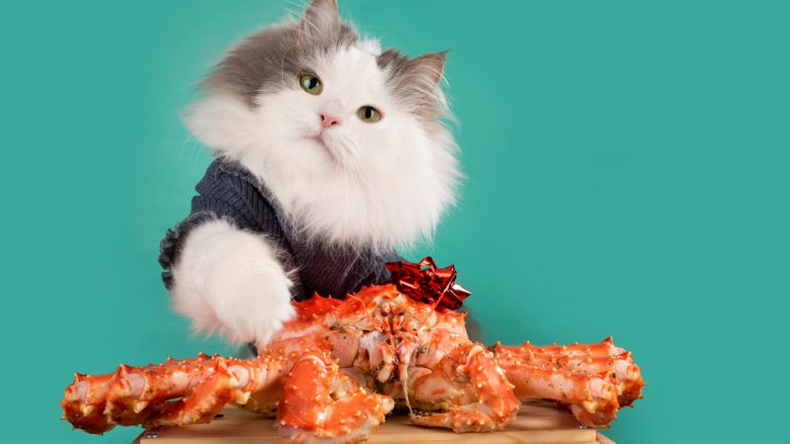 Can Cats Eat Crab? Read On To Find Out!