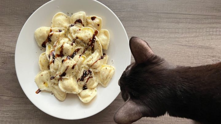 Can Cats Eat Pasta? Wait A Meow-Ment!