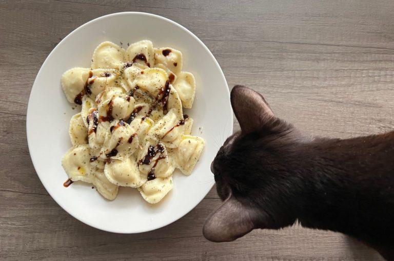 cat looking at pasta on the plate