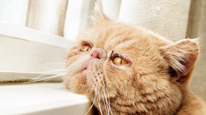 Can Cats Have Autism? This Is What You Need To  Know