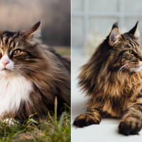 norwegian forest cat and maine coon cat