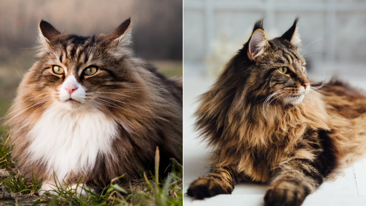A Furry Comparison: Norwegian Forest Cat Vs Maine Coon