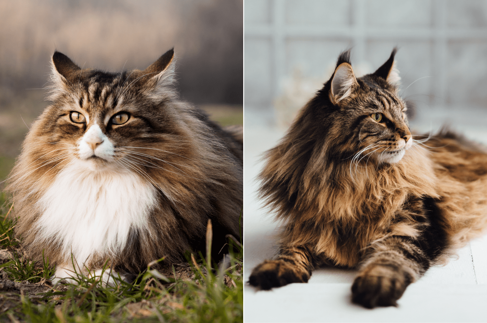 Cat Comparison Norwegian Forest Cat Vs Maine Coon