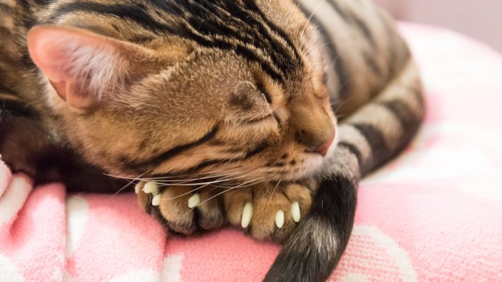 Cat Nail Caps – Everything You Need To Know