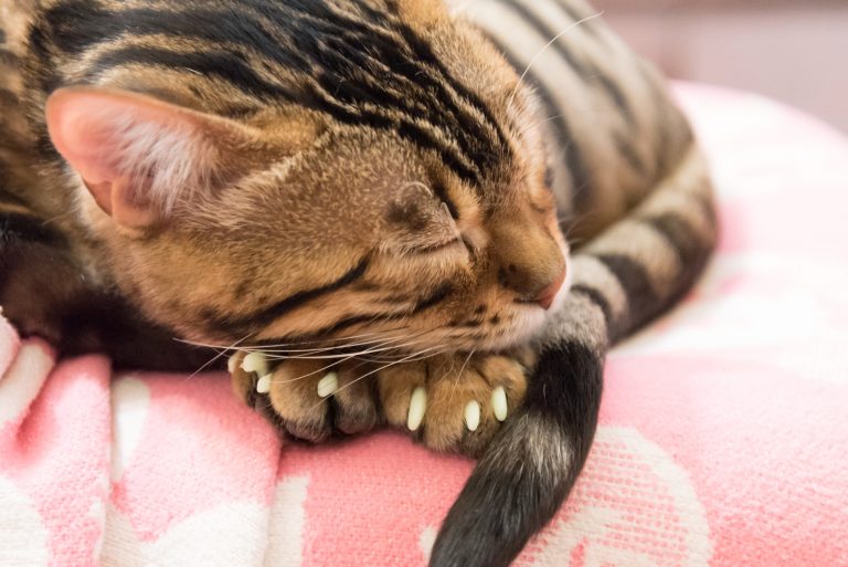 the cat sleeps with caps on its nails