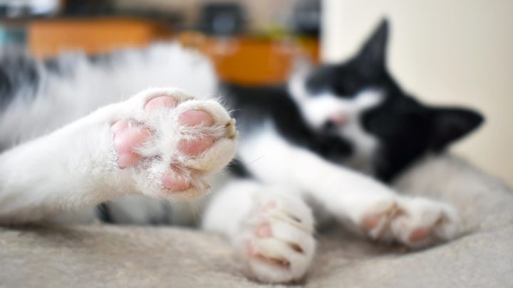 Cat Paw Pad Peeling – Causes And Solutions