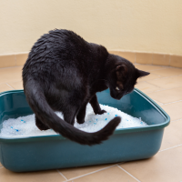 black cat in the litter box