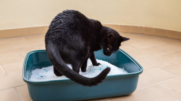 Cat Peeing Over Edge Of Litter Box: 13 Reasons & Solutions
