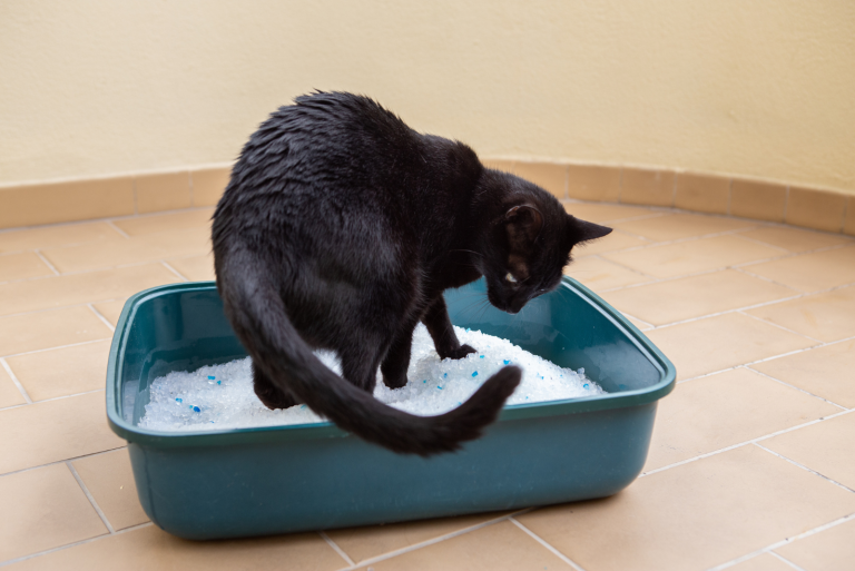 black cat in the litter box